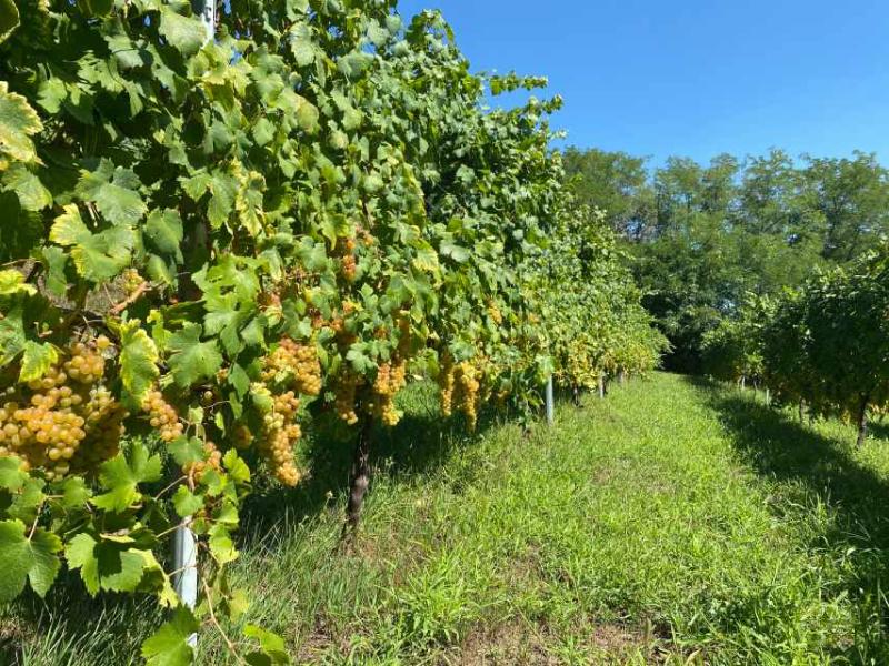 Luca Leggero Villareggia